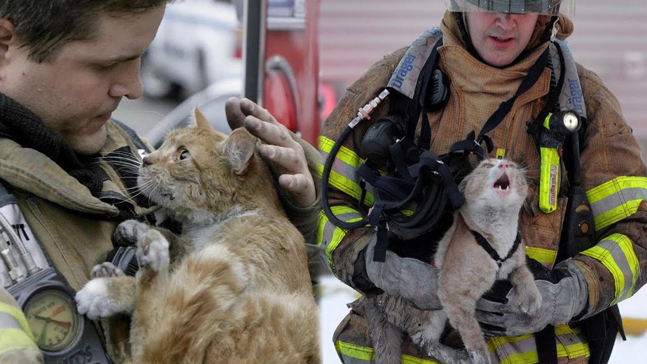 15 Times Humans Rescued Animals And Got Thanked In The Cutest Way   Save Animals