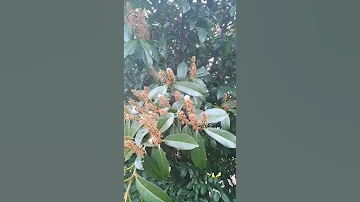 лавровишня ,что это -может кто знает ?подскажите .