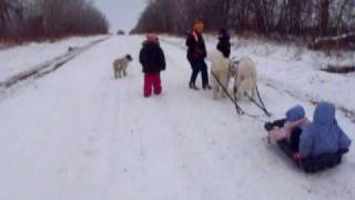 kidsdogsledding 002.AVI