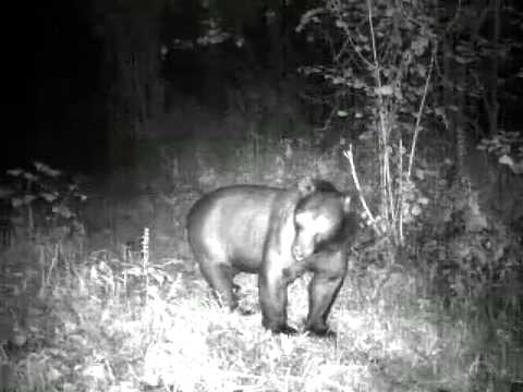 დათვი ილტოს ხეობაში