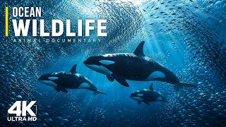 Wild Ocean | What Really Lives in Earth’s Deepest Ocean Trenches | 8k Documentary