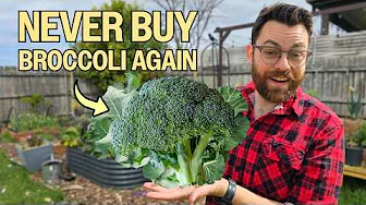 How To Grow Broccoli From Seed To Plate