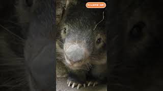 ウォンバットのウォレス #Shorts #茶臼山動物園