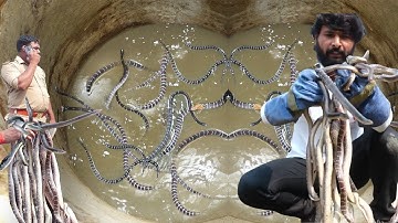 "कुएँ में छिपा मौत का खेल! सांपों का जाल😱— ऐसा नज़ारा पहली बार देखा गया🐍🔥” Murliwale Hausla