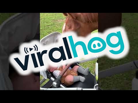 Baby Boy Meets Horse for the First Time || ViralHog