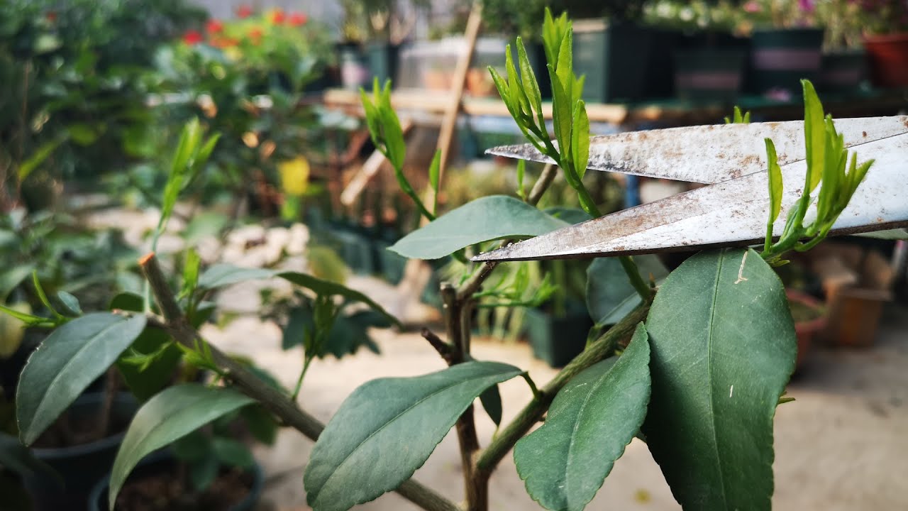 春季，柠檬树长芽后，为什么要剪掉这些芽？看完又学会一招