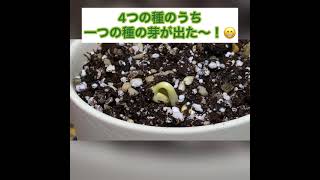 誕生日に頂いた栽培セットの経過報告！