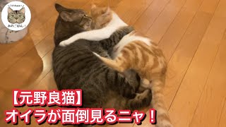 【元野良猫】保護した子猫が離れなくなりました