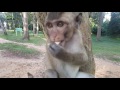 baby monkey eating lotus fruit, monkey eating lotus fruit, baby monkey e...