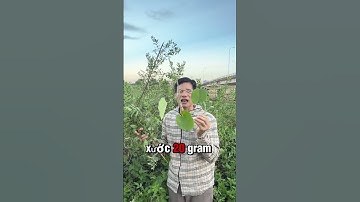 Cùng Tìm Hiểu Về Cây Cúc Tần Chữa Xương Khớp #caythuocnam #thuocnam #thaoduoc #dongy #ohvl