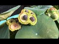 Have you seen mini lotus seeds yet | grow lotus at home