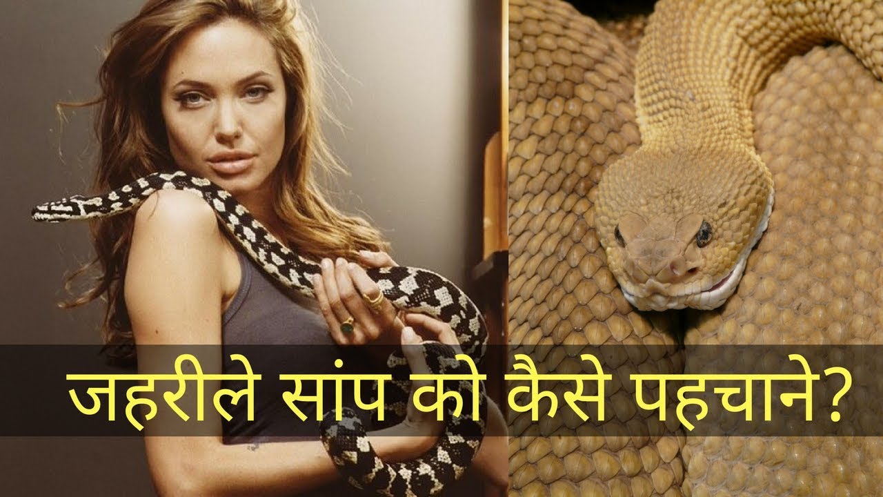 snake facts for kid जहरीले सांप को कैसे पहचाने? Poisonous vs Non Poisonous Snake
