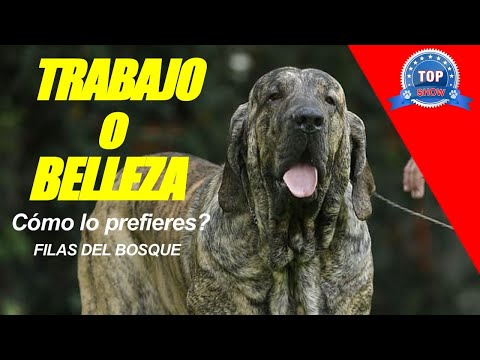 Video: ¿Tienen los American Pit Bull Terriers en la exposición canina de Westminster?