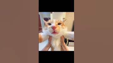 Thumbnail of AAWOOOOOOO AA AA AWO cat #cat #cattomemes #catmeme #catshorts #funny #meowmemes #memescat #saturday