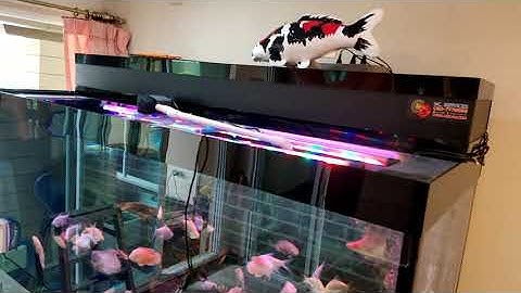 Keng บางบอน 4 - เพิ่มเติมงานระบบชุดเล็ก ตู้ 72" เปลี่ยนฝั่งปั๊มน้ำ + เพิ่มน้ำดีบ่อปลาทองและปลาคาร์พ