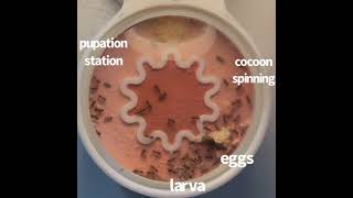 Ant Factory (inside the nest of lasius neoniger ants)