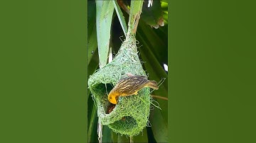 Baya Weaver Bird Nest Building Masterpiece!