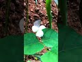 Butterfly Visiting My Long Bean Flower 🦋🌼 | Beautiful Moment in My Organic Garden