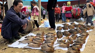 Zon sells Chickens and Boar at the yearend Tet market, vang hoa, king kong amazon