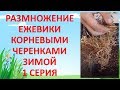 РАЗМНОЖЕНИЕ ЕЖЕВИКИ КОРНЯМИ ЗИМОЙ 1 СЕРИЯ. Как выращивать ежевику.