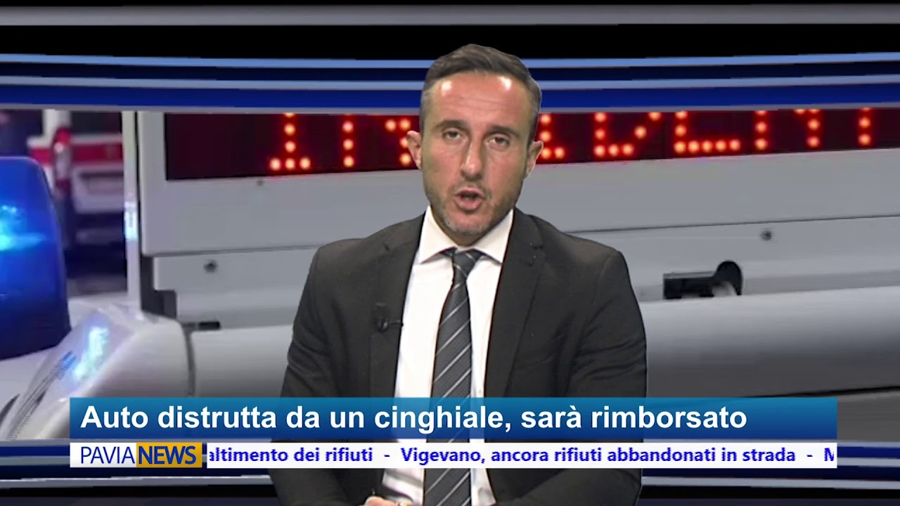 italian greyhound PAVIA NEWS - 15 maggio 2018