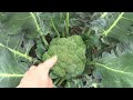 Vegetable Garden Tour And Harvest July 27 2022, What&#39;s Growing In Your Vegetable Garden 2022