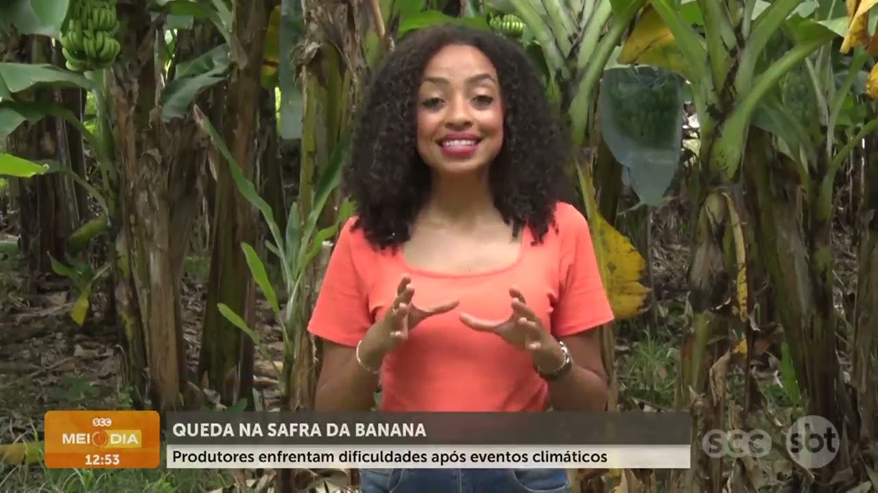 Queda na safra da banana após eventos climáticos | Cotidiano | SCC Meio-Dia
