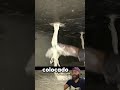 Cómo se anclan paredes y cielos rasos con fibra natural de yuta #lifehacks #ideas #usa