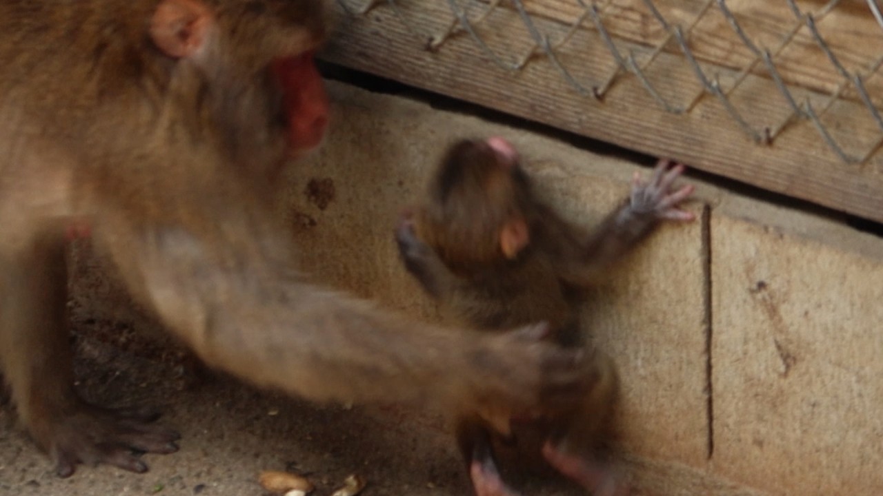 Готовы Поделиться? Трогательная История О Маленьких Обезьянках / monpai monyet baby bibi monkey