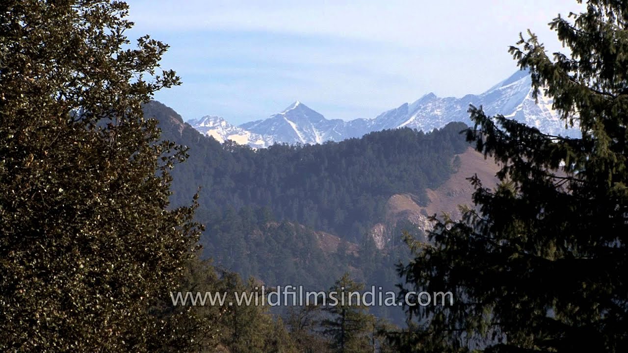 Bandarpunch White Peak and Black Peak as seen from Deoban, Chakrata