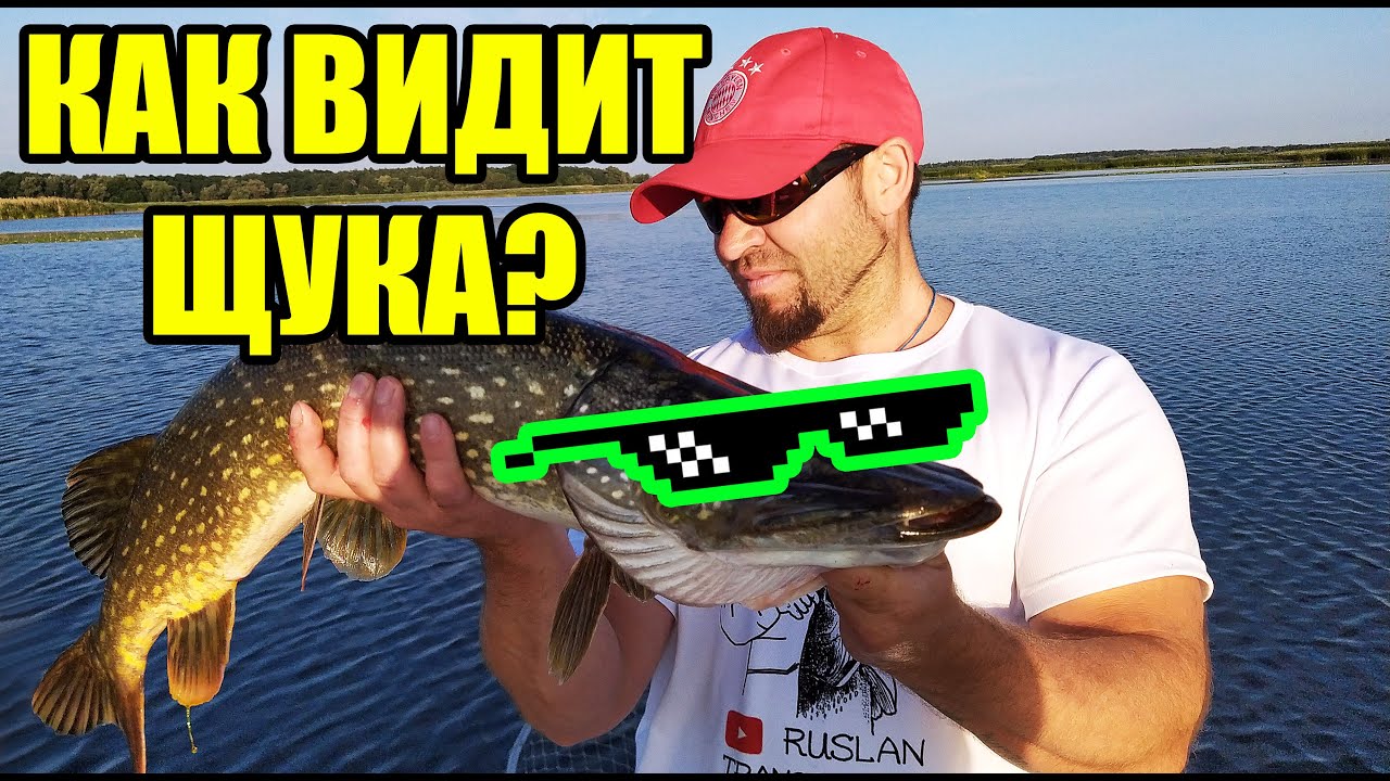 Как видит щука. Зрение щуки. Как видит щука цвета. Какие цвета видит щука.