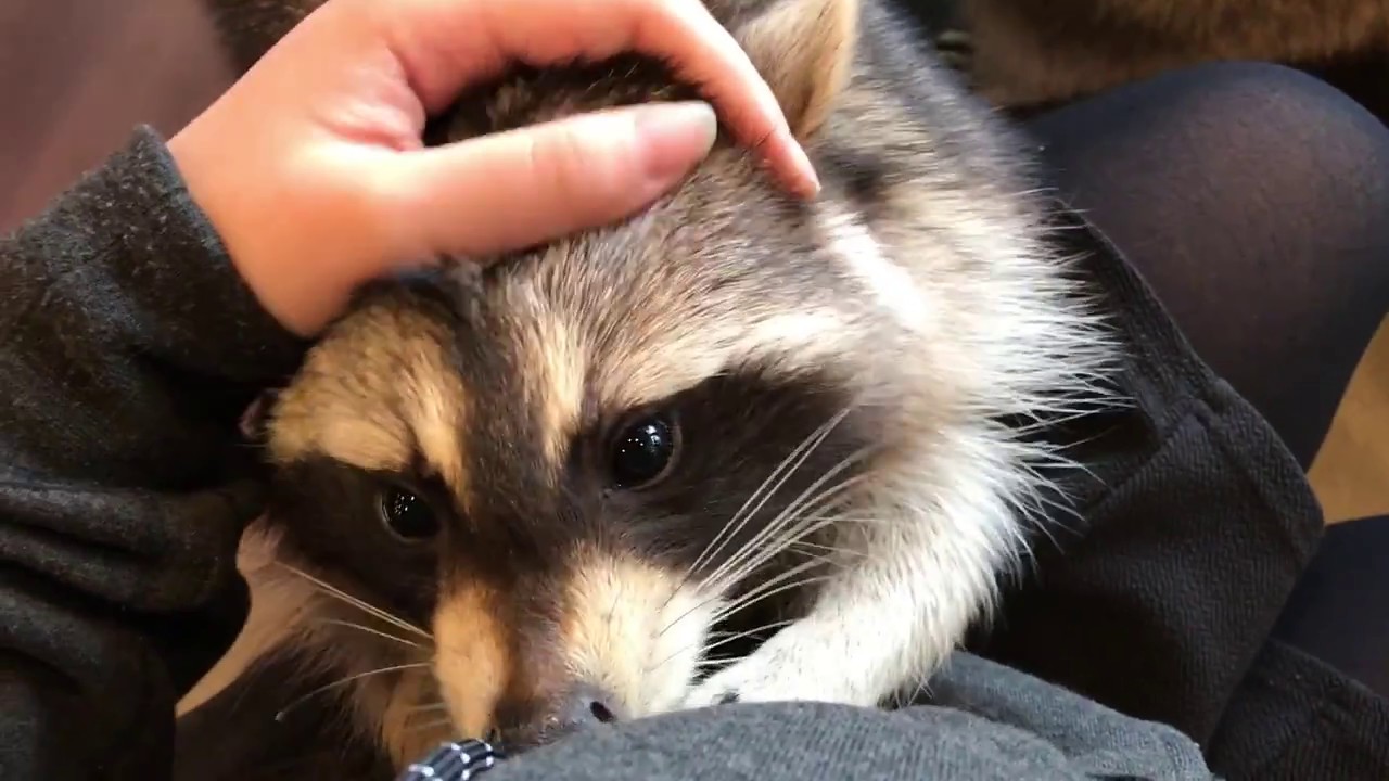That Raccoon  Cafe  In Seoul  Everyone Is Hyped About YouTube