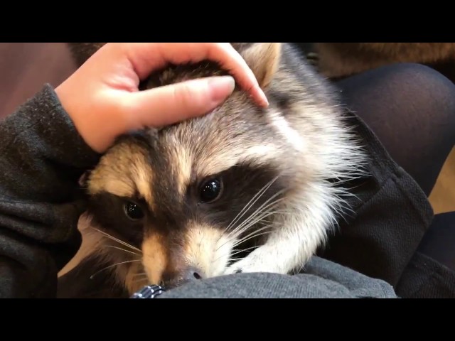 That Raccoon Cafe In Seoul Everyone Is Hyped About