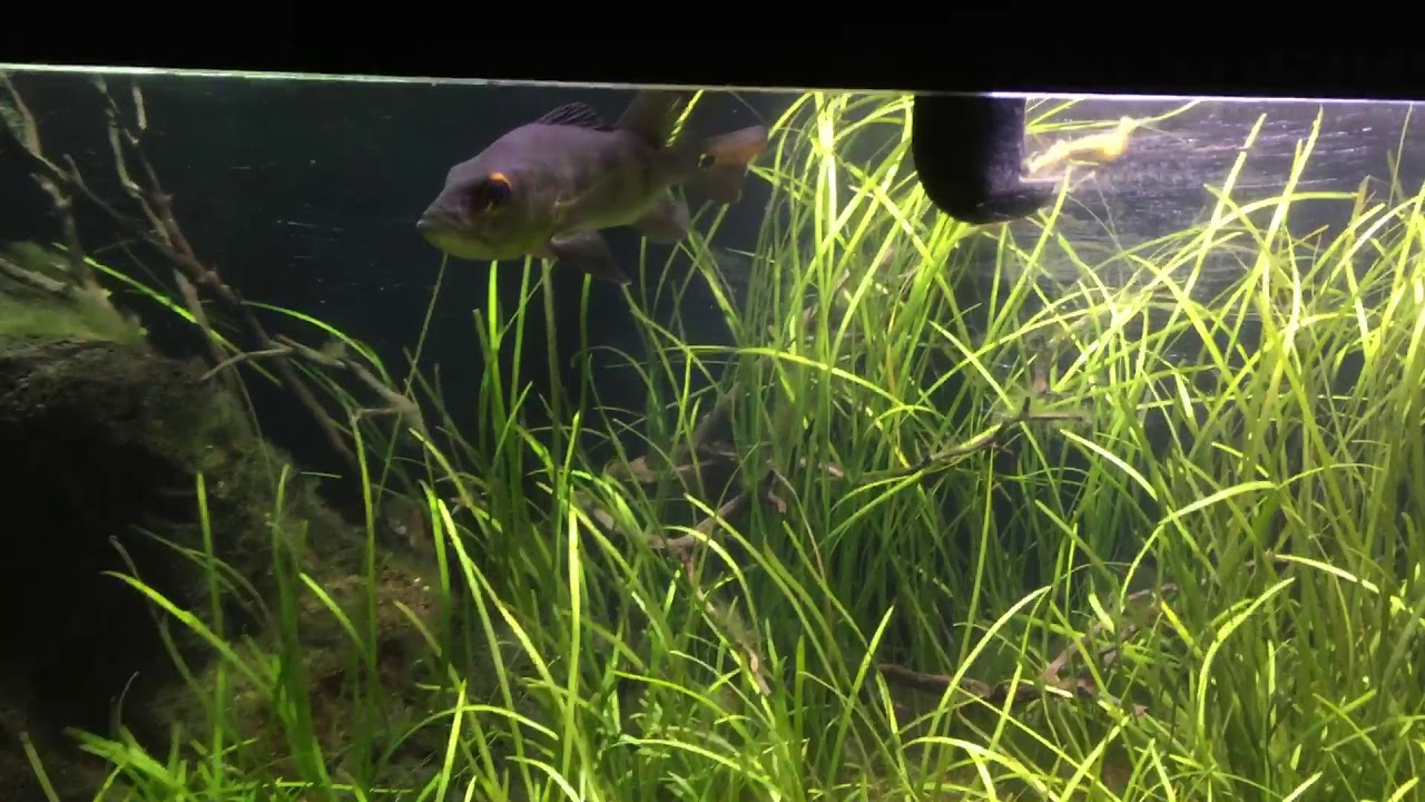 Dwarf Sag Planted Tank
