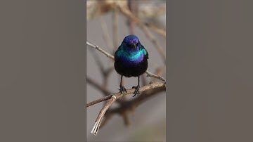 Beautiful sunbird slow motion