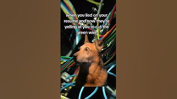Thumbnail of aren't dogs color blind?