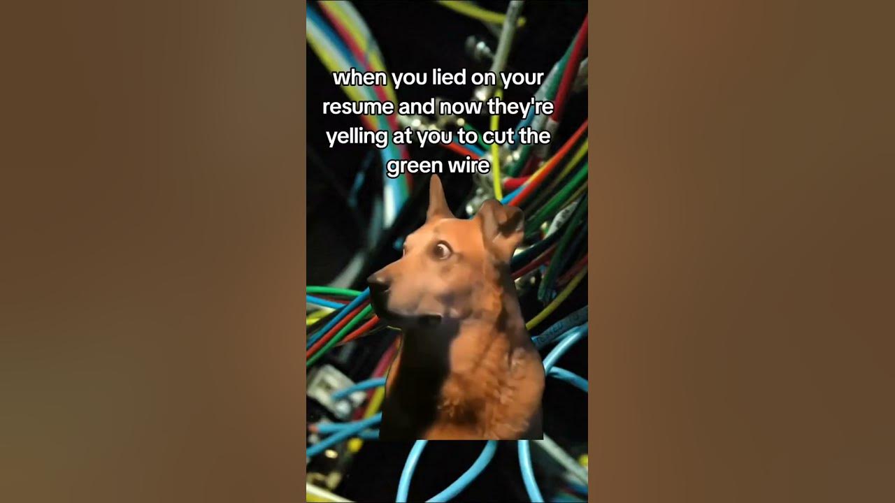 aren't dogs color blind?