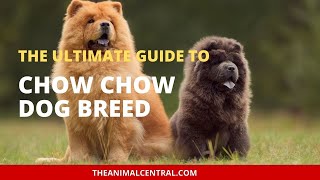 The Ultimate Guide to Chow Chow Dog Breed