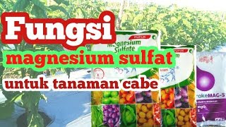 fungsi magnesium sulfat pada tanaman cabe//cabe rawit ori 212