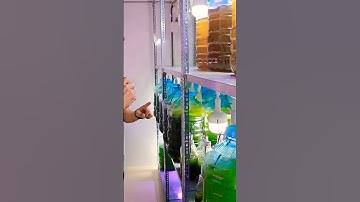 [Nuôi tôm công nghệ cao] Nuôi tôm bằng thức ăn tự nhiên nuôi cấy tảo | Dr Huy Tôm