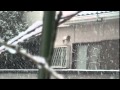 2011年2月14日 雪.mp4
