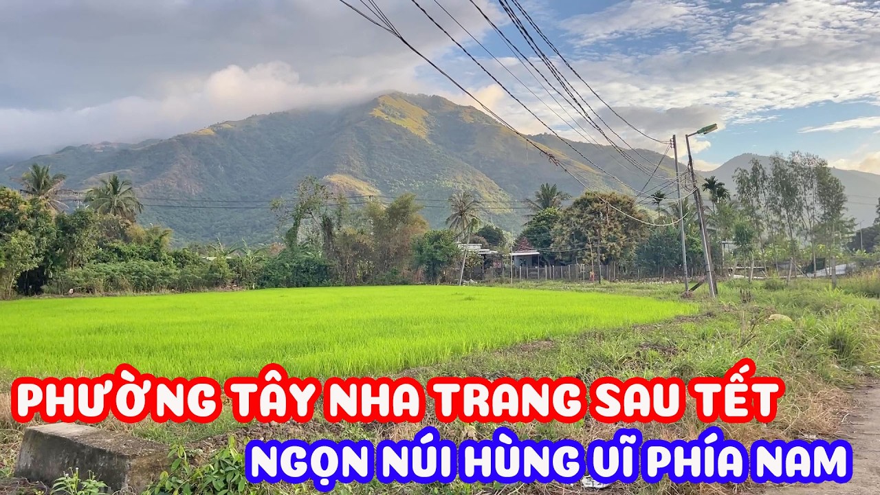 Làng mai nổi tiếng Nha Trang một thời những ngày sau tết - ngôi chùa nho nhỏ bình yên giữa cánh đồng