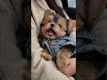 🥺 Don’t Let Me Go… #animalshorts #cute #love