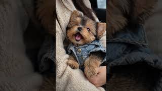 🥺 Don’t Let Me Go… #animalshorts #cute #love