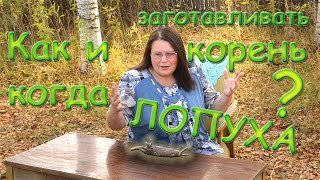 Как и когда заготавливать корень лопуха? Как и когда заготавливать корень лопуха?