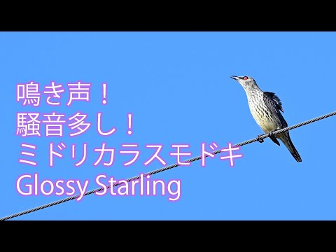 【鳴き声！騒音多し！】ミドリカラスモドキ Glossy Starling