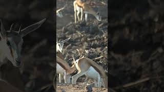 Herd of springbok at Etosha National Park.