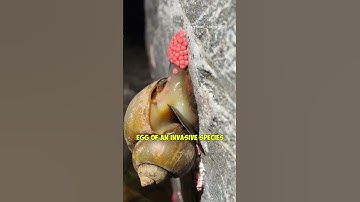 Pedestrians Save the Environment by Destroying Invasive Snail Eggs (@snail_slayer_)