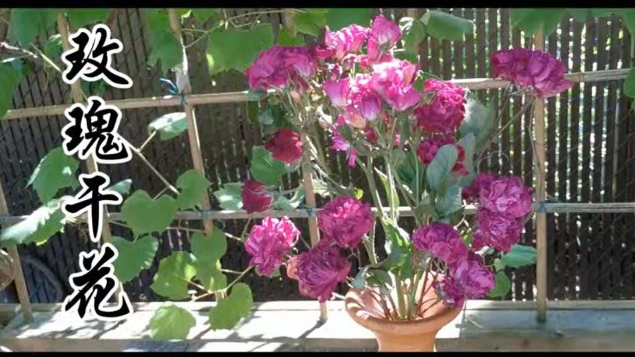 玫瑰干花 让你的家长期飘着花香和浪漫 Making dried roses at home