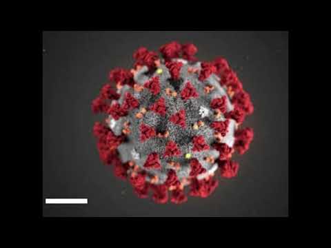 The genetic code of the Wuhan coronavirus The genetic code of the Wuhan coronavirus